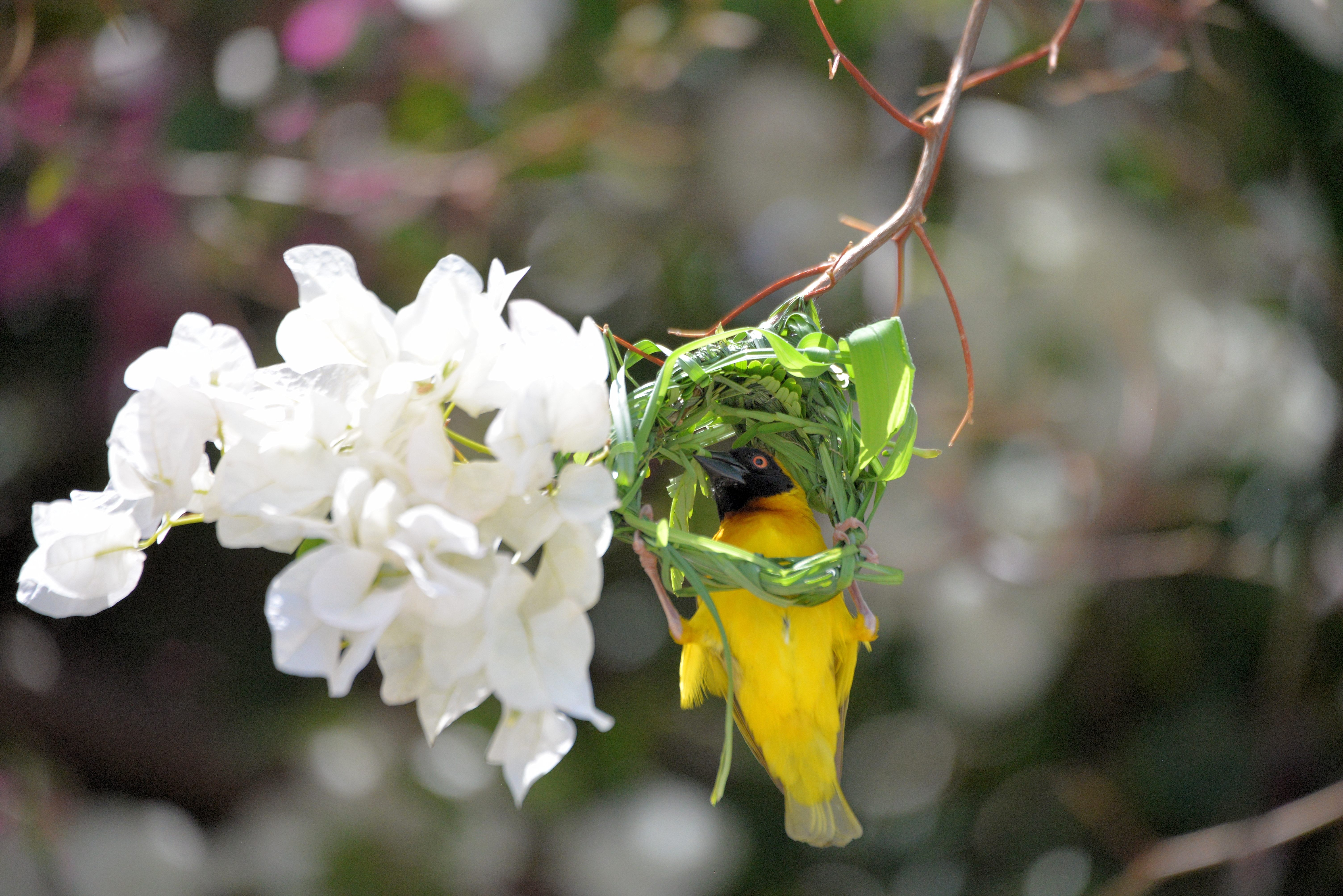 Tisserin vitellin (Vitelline masked weaver, Ploceus vitellinus), mâle adulte construisant son nid, Brousse de Somone.